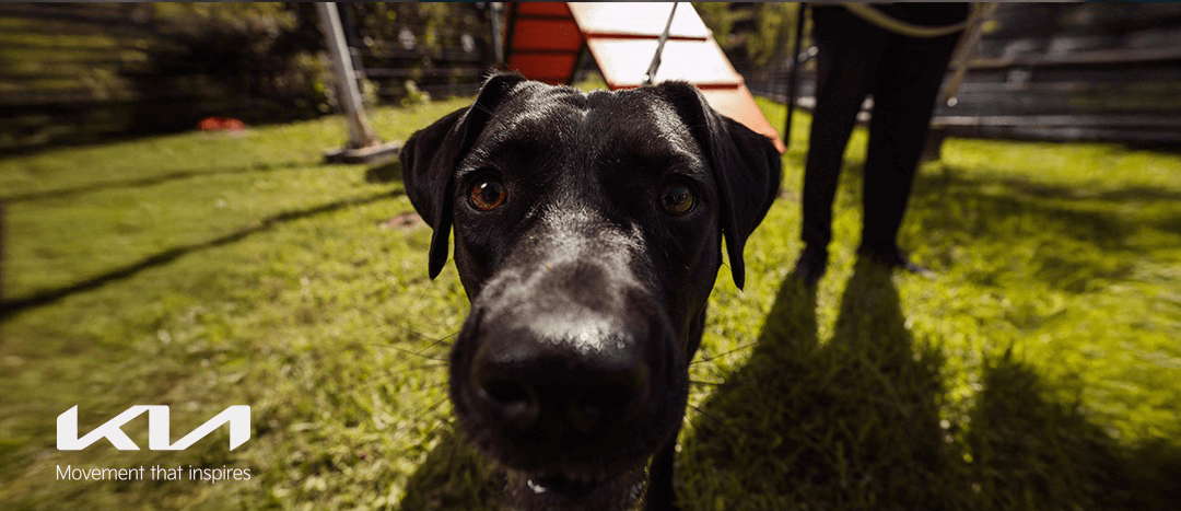 Todo para tu amigo peludo en una nueva edición de  Kia Pets en Indumotora One La Dehesa